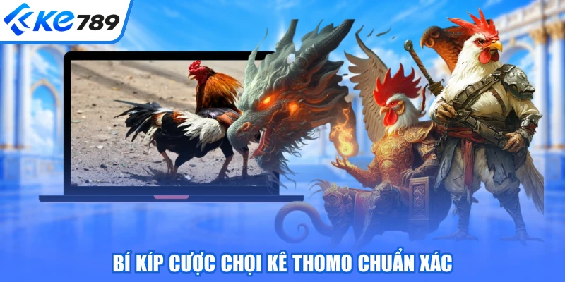 Bí kíp cược chọi kê Thomo chuẩn xác