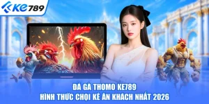 Đá Gà Thomo KE789 - Hình Thức Chọi Kê Ăn Khách Nhất 2026