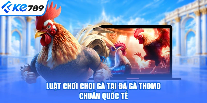 Luật chơi chọi gà tại đá gà Thomo chuẩn quốc tế